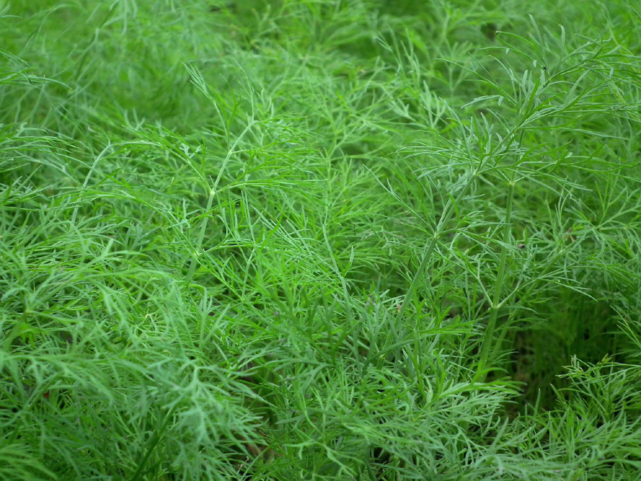 Dill plant