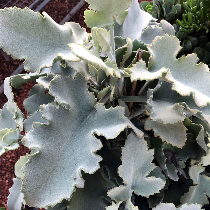 Kalanchoes ornamental houseplants