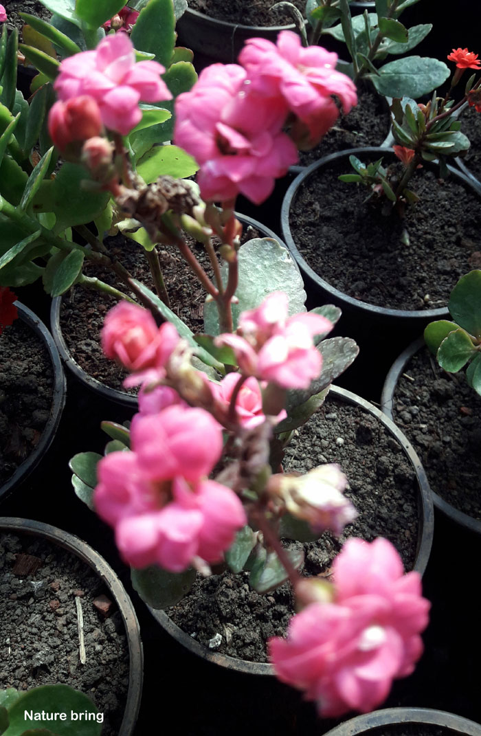 Kalanchoe species