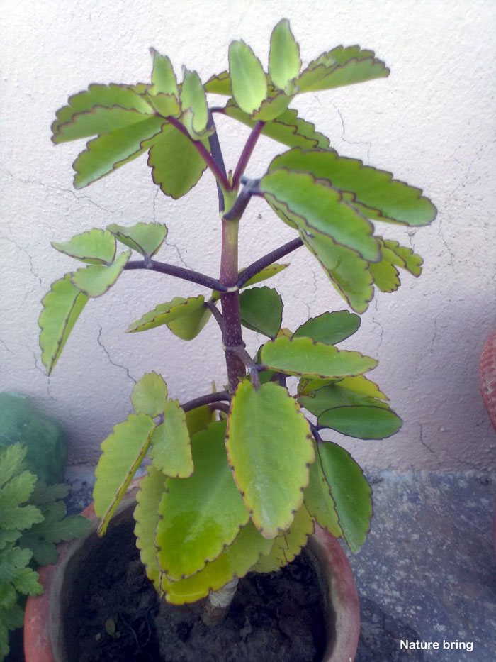 Type of Kalanchoes