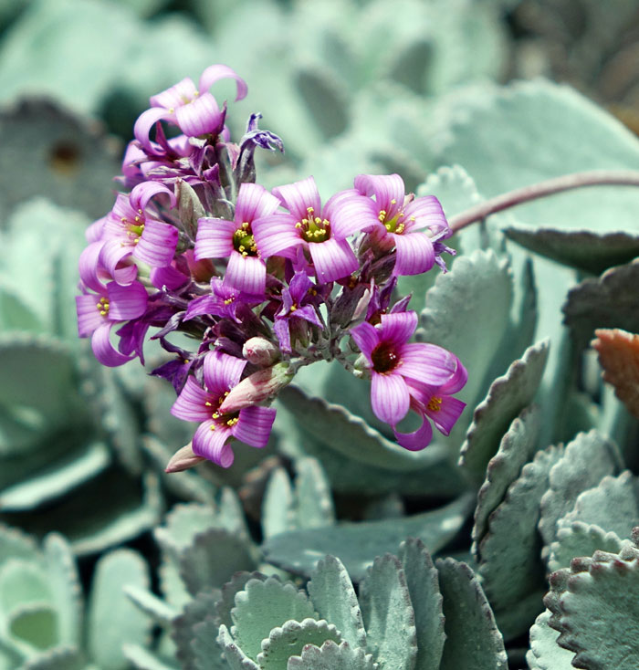 Kalanchoe species