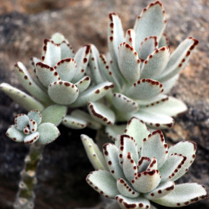 Kalanchoe species