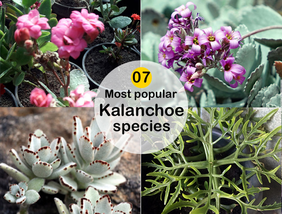 Type of Kalanchoes | Kalanchoes plants