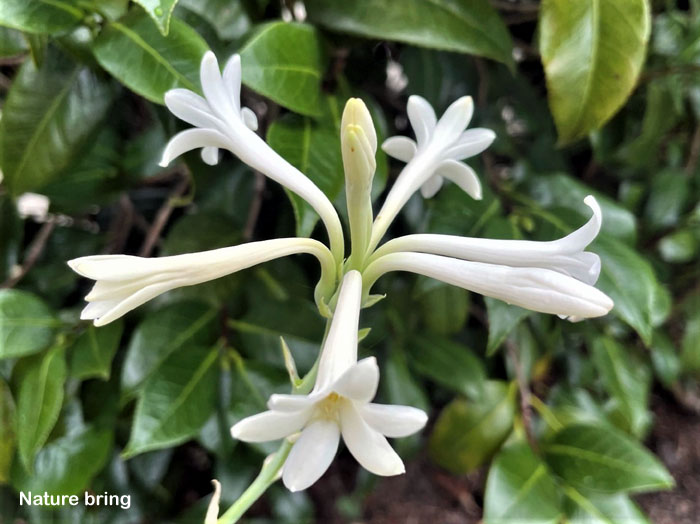 How to Grow Tuberose plant