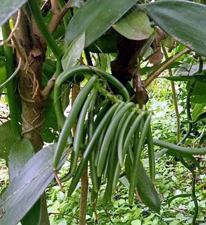 Growing Vanilla Beans plant