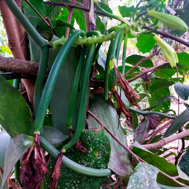 Growing Vanilla Beans plant in your backyard Vanilla orchid care