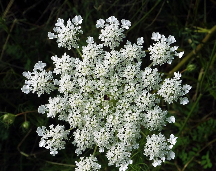 Anise plant