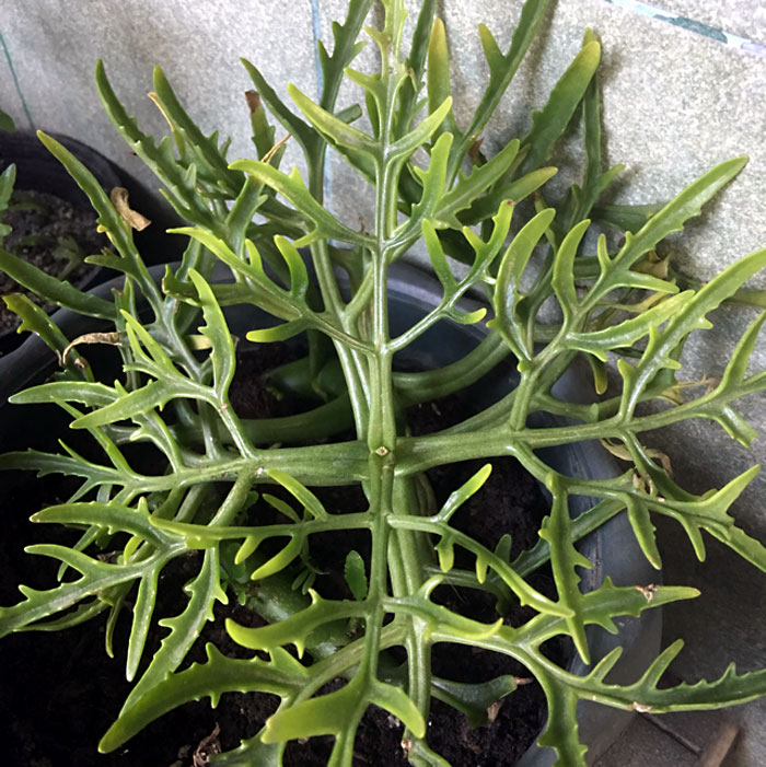 Kalanchoe species