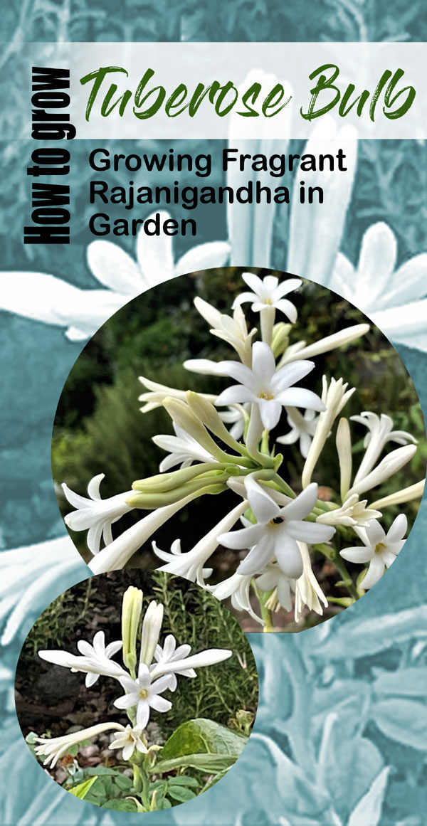 Tuberose plant Tuberose Bulb | Rajanigandha