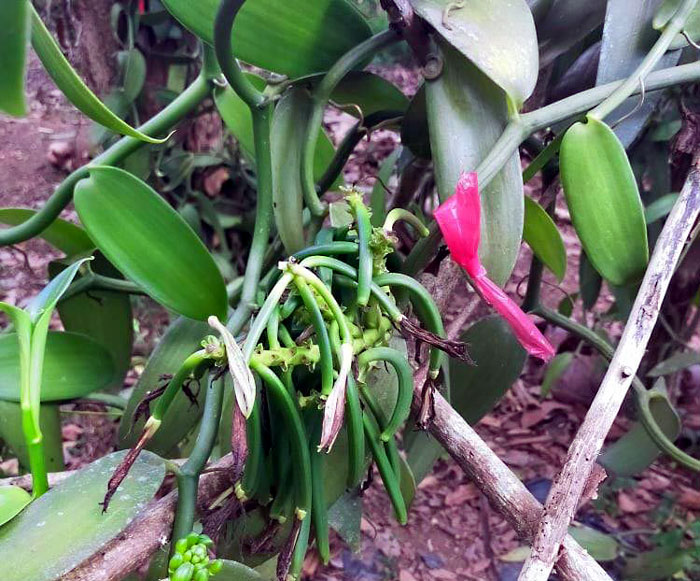 vanilla planifolia | vanilla plant