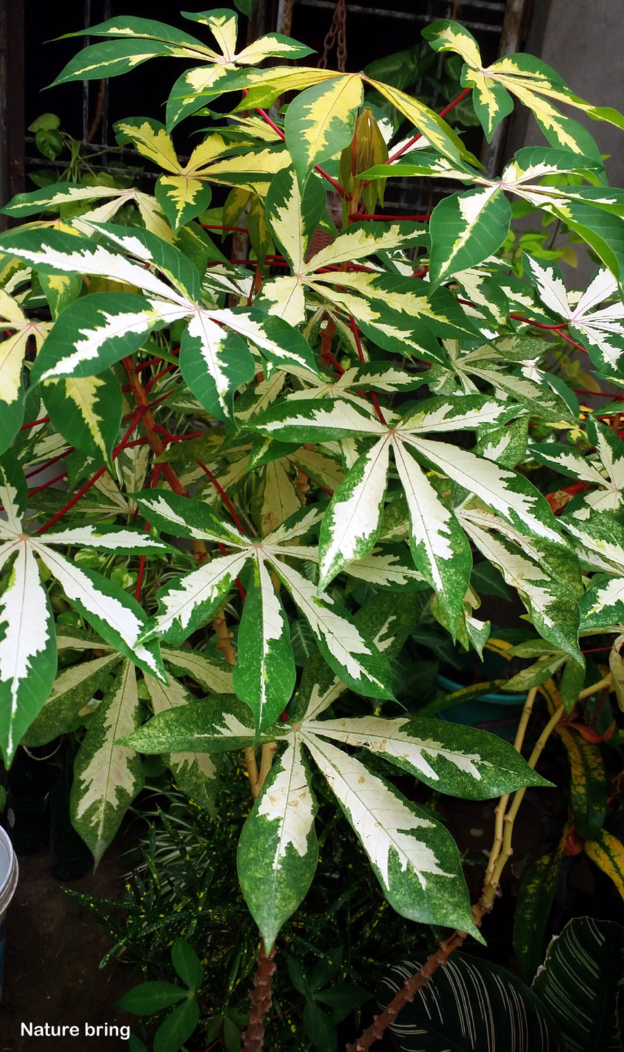 How to grow Cassava plant | Growing Cassava | tapioca woody shrub