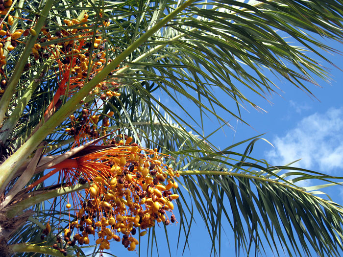 Date Palm