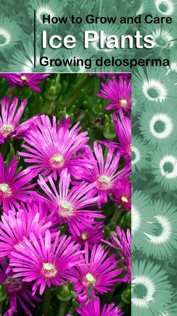 Ice Plants | delosperma