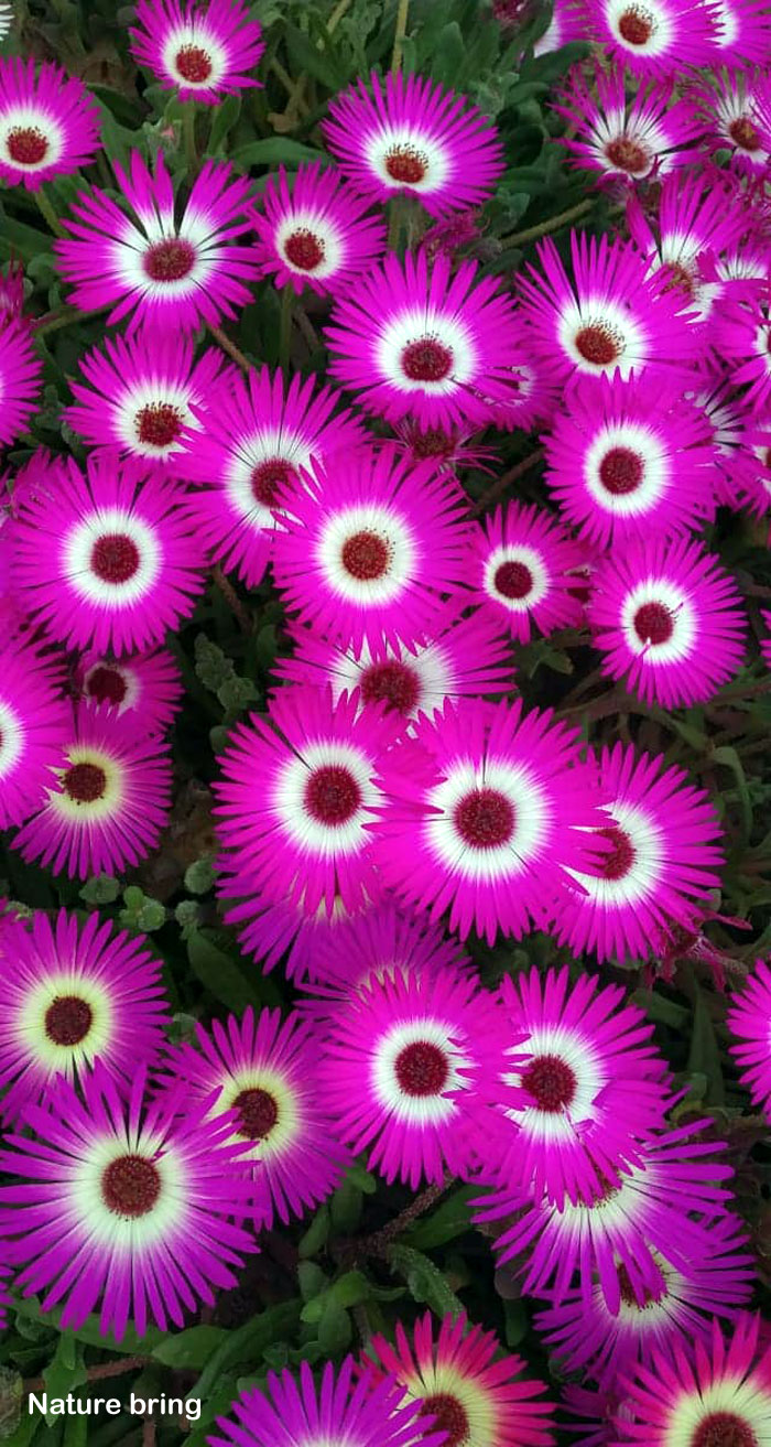 Ice Plants