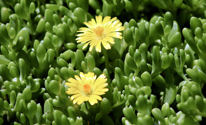 How to Grow and Care Ice Plants