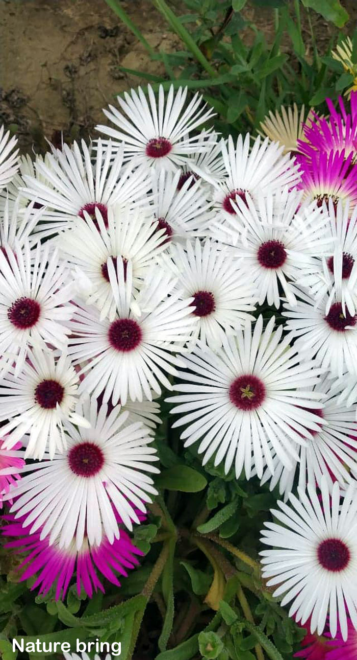 delosperma | fig marigold