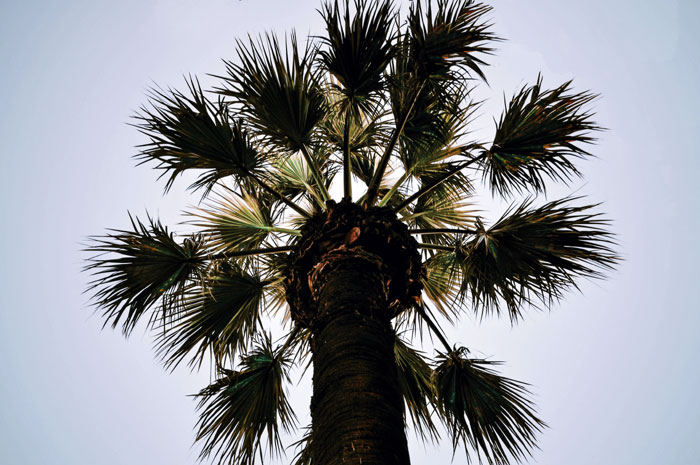 Varieties Of Palm Trees