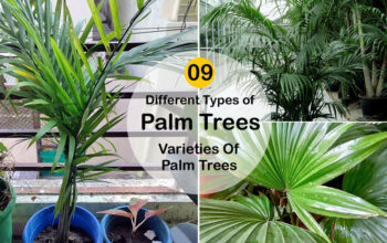 Different Types of Palm Trees