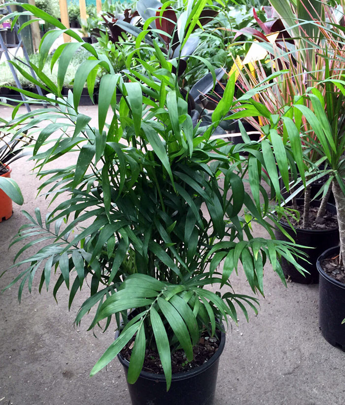 Parlor Palm