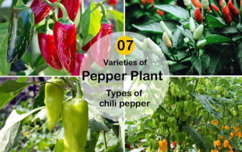Types of chili pepper