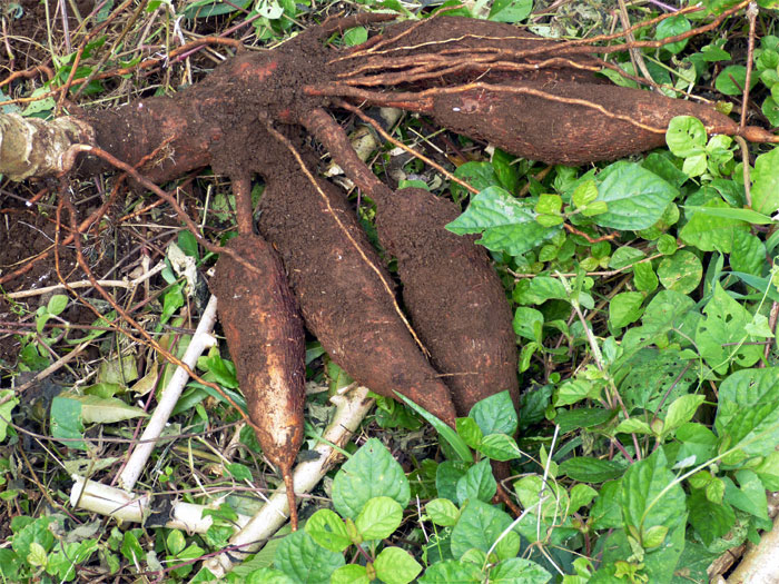 cassava roots