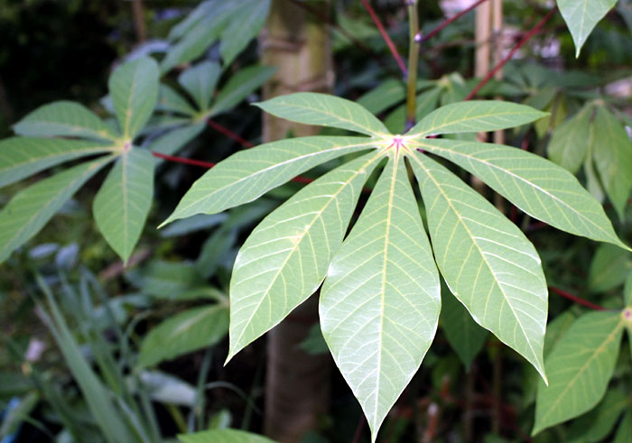 Cassava plant