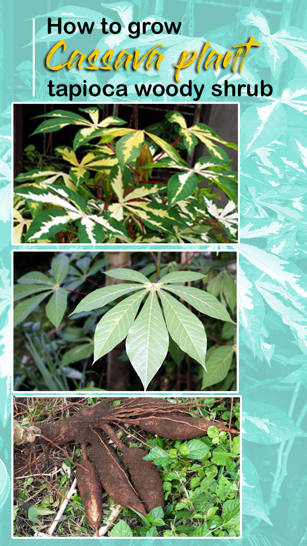 Cassava plant