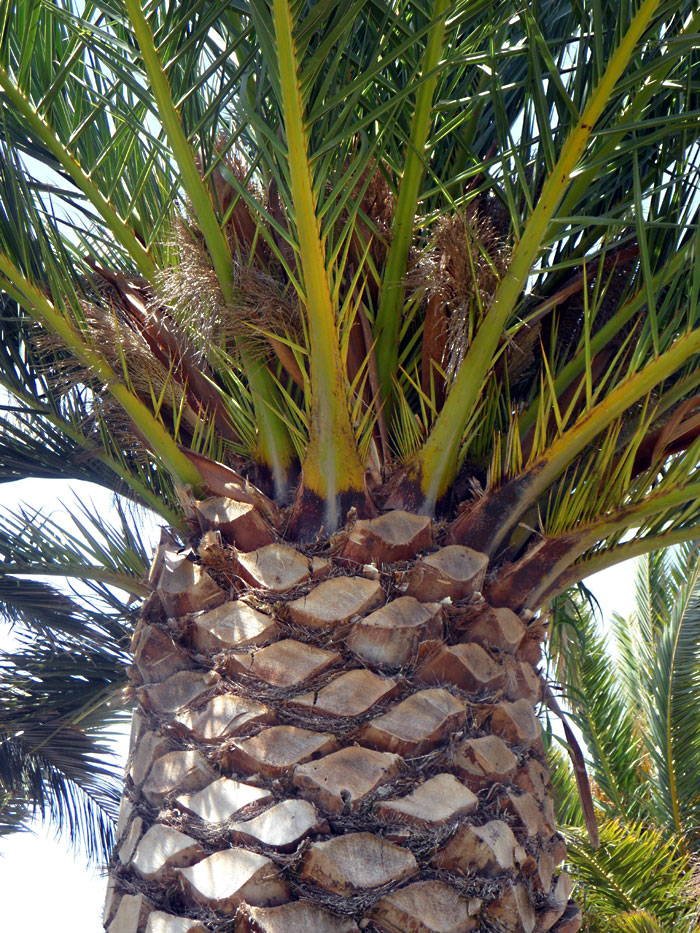 Varieties Of Palm Trees