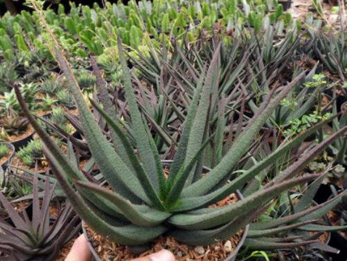 Aloe ‘Black Beauty’