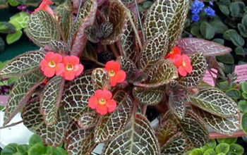 Episcia Plant (Flame Violet)