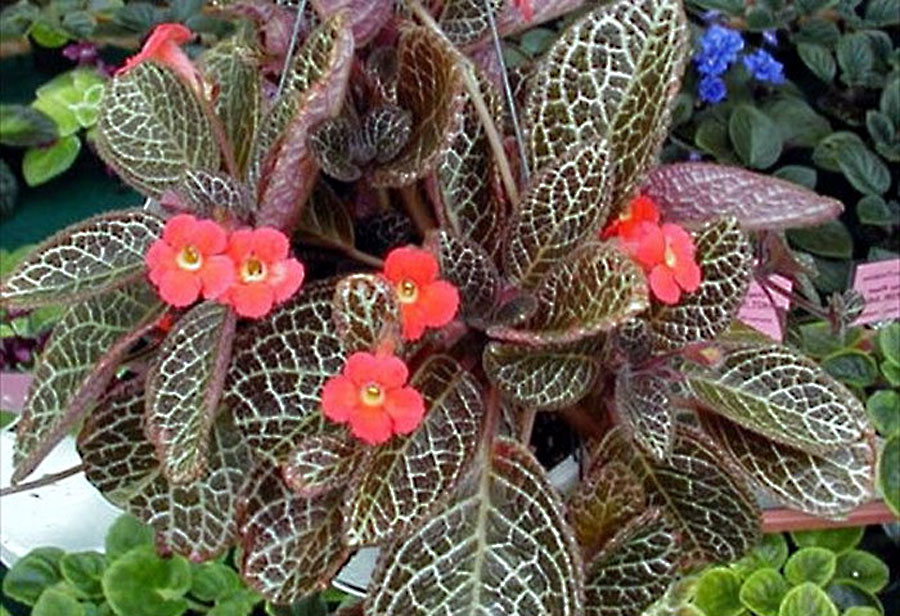 Episcia Plant | How to Grow and Care Episcia Plant (Flame Violet)