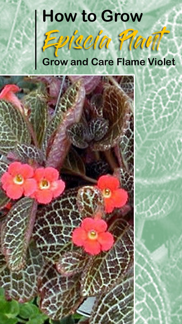 Episcia Plant (Flame Violet)