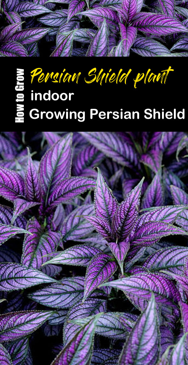 Growing Persian Shield