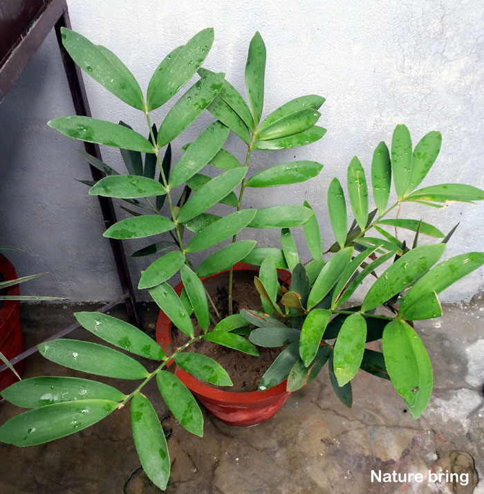 Растения замиокулькас |  изумрудная пальма