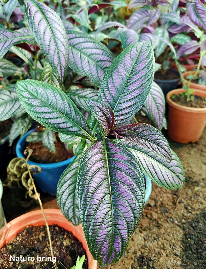 Persian Shield Plant