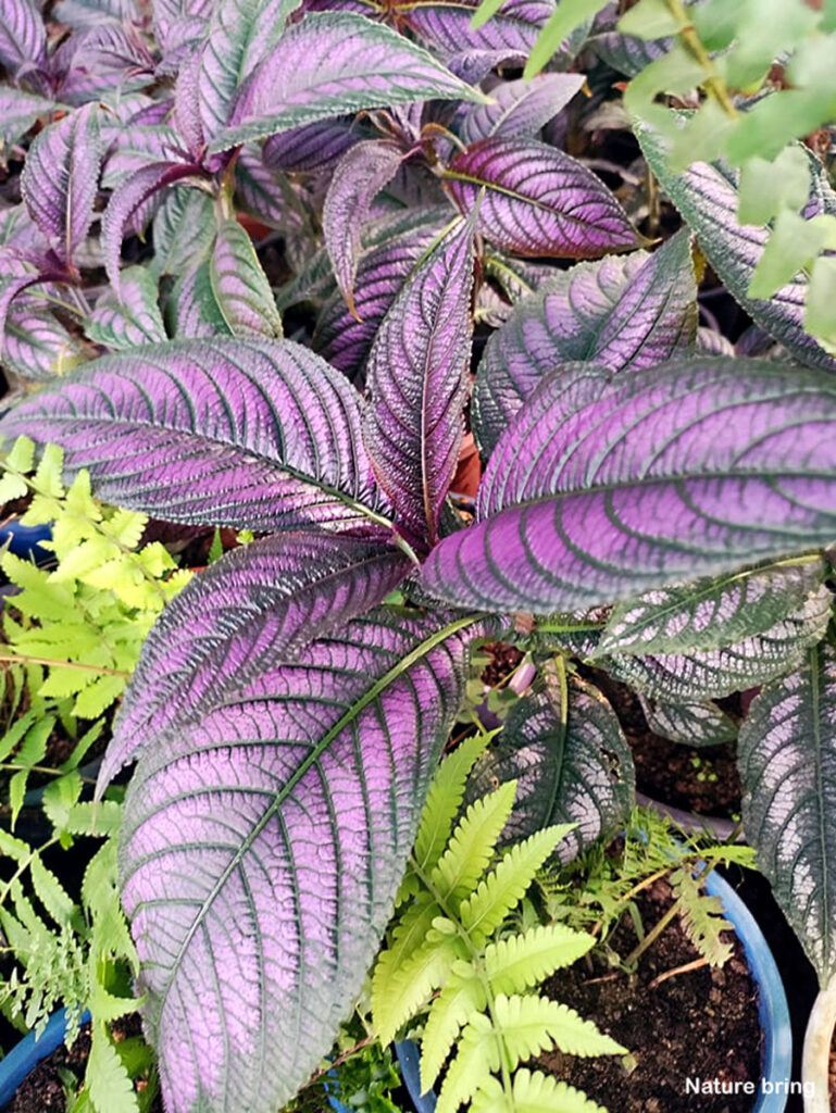 How to Grow Persian Shield Plant indoor | Growing Persian Shield ...