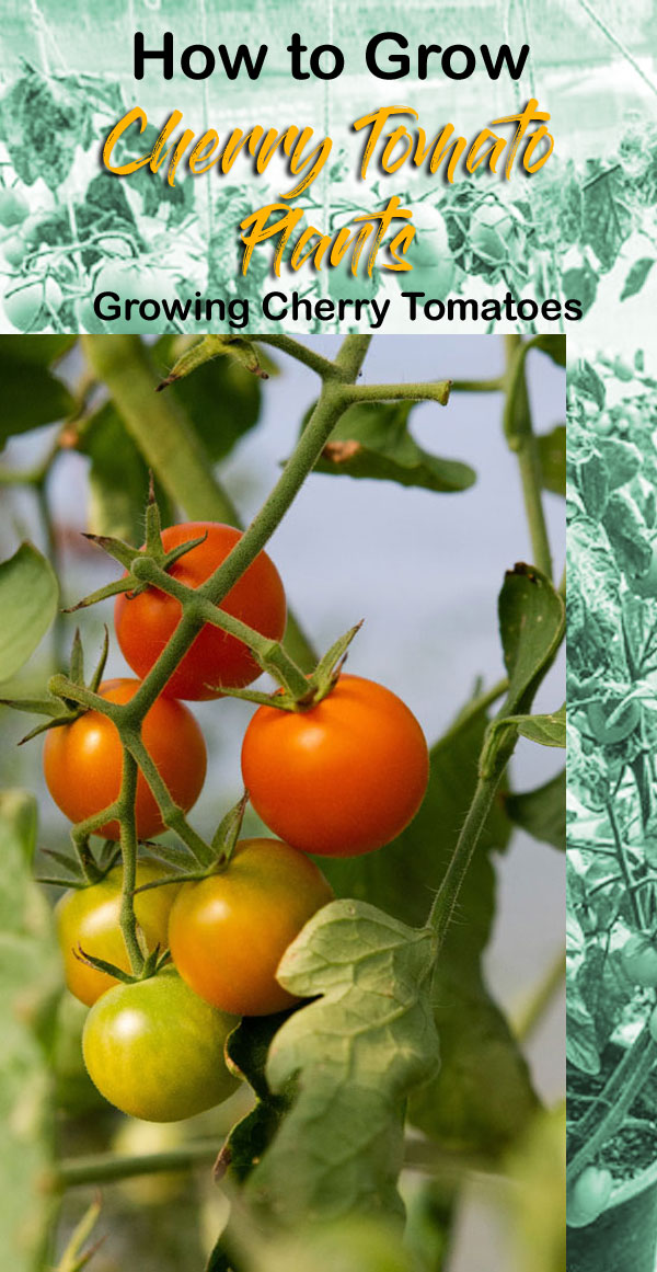 Growing Cherry Tomatoes