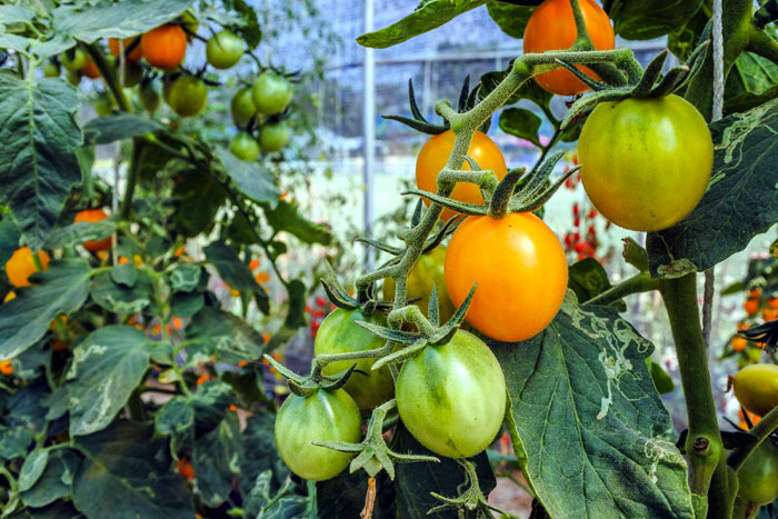 Cherry Tomato Plants