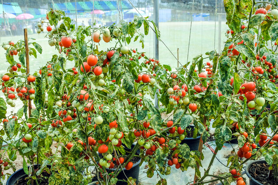\Growing Cherry Tomatoes