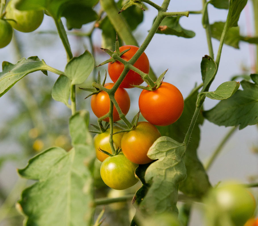 How to Grow organic Cherry Tomato Plants | Growing Cherry Tomatoes