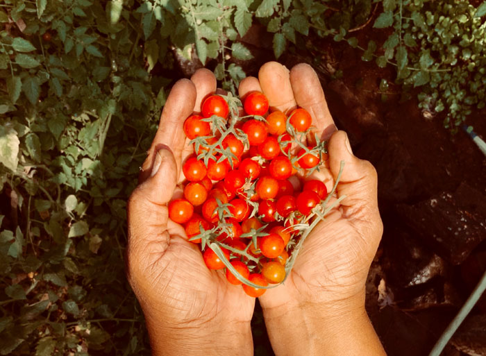 Cherry Tomato Plants