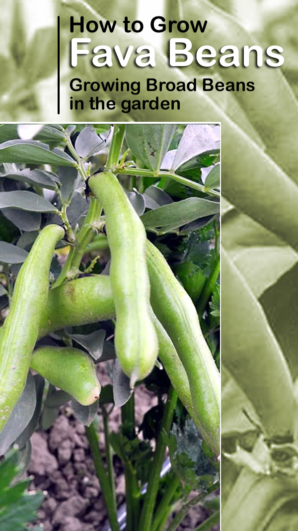 Fava Beans Plant