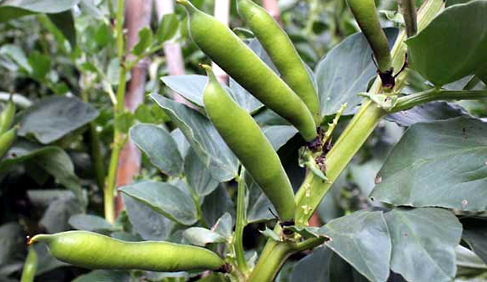 faba bean | Vicia faba