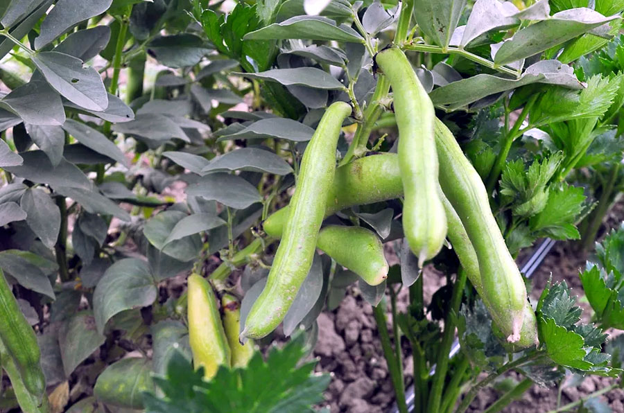 How to grow Fava Beans Plant | Growing Broad Beans in the garden
