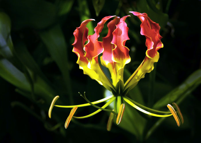 Gloriosa Lily | Flame Lily