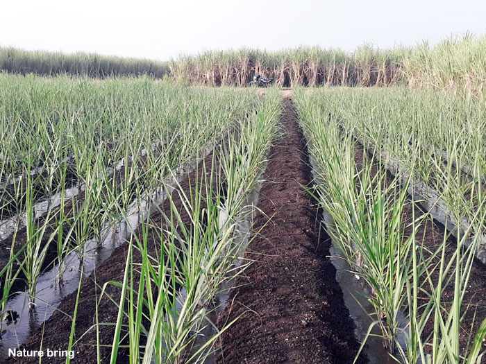 Growing Sugarcane