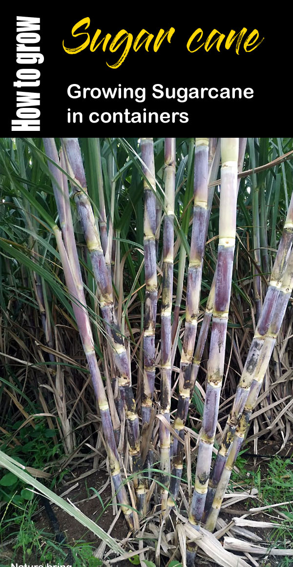 Growing Sugarcane
