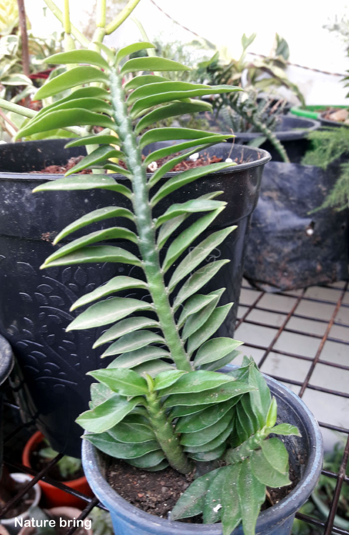 Растущее зигзагообразное растение |  pedilanthus tithymaloides