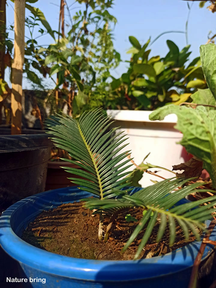How to Grow Sago cycad Plant