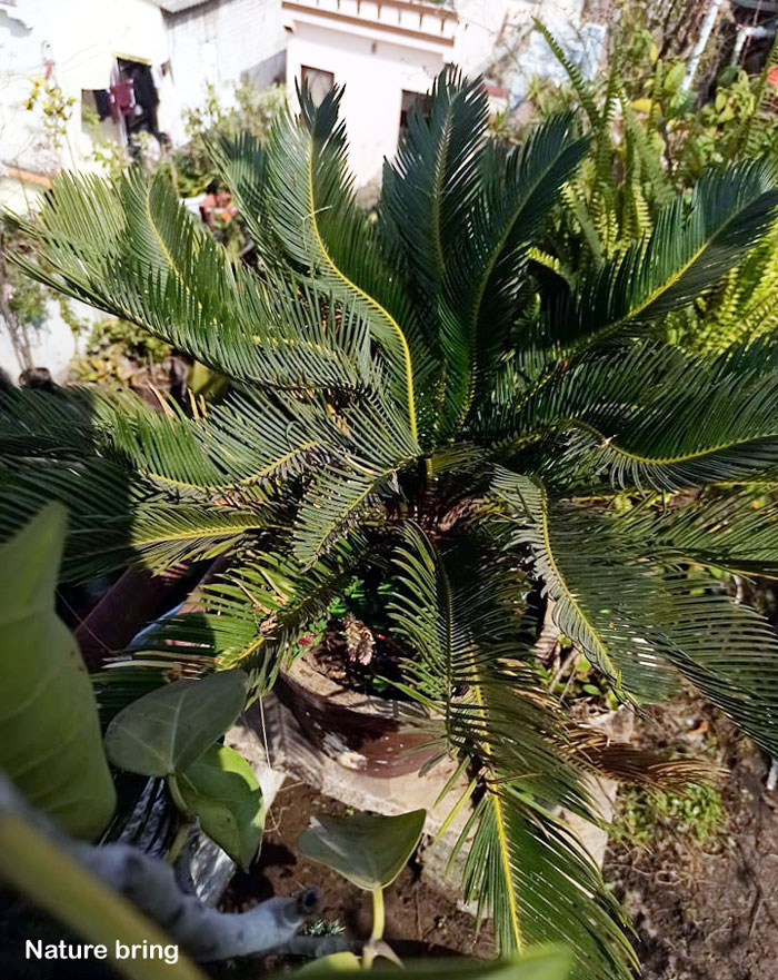 Cycas revoluta (Саговая пальма)